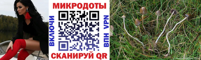 купить  цена  Светлый  Псилоцибиновые грибы Psilocybe 